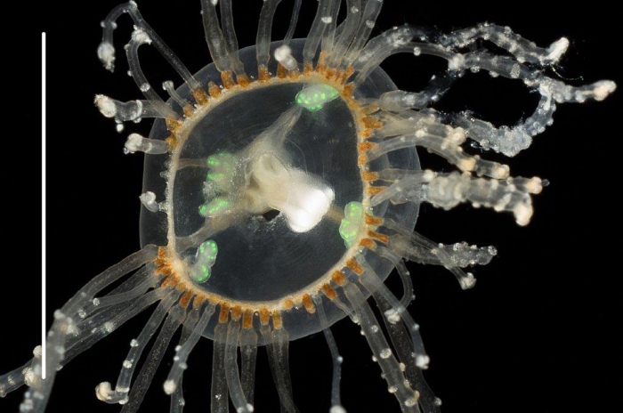 Gonionemus agilis, oral view Gonionemus agilis, oral view