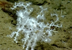 Corallium sp., 1810 m Gulf of Mexico.

Image courtesy of NOAA Okeanos Explorer Program, Gulf of Mexico 2014 Expedition.