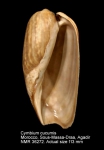 Cymbium cucumis