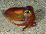 Bobtail squid, Rossia macrosoma