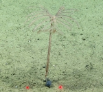 Alternatipathes sp., 696 m Gulf of Mexico

Image courtesy of the NOAA Office of Ocean Exploration and Research, Gulf of Mexico 2017.