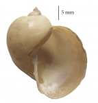 Radix auricularia shell