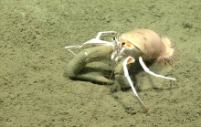 Sympagurus pictus, 606 m Gulf of Mexico

Image courtesy of the NOAA Office of Ocean Exploration and Research, Gulf of Mexico 2017. Identification from photograph by M. Wicksten.