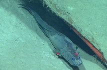 Cataetyx laticeps, 1566 m Gulf of Mexico

Image courtesy of the NOAA Office of Ocean Exploration and Research, Gulf of Mexico 2017. Identification from photograph by A. Quattrini.