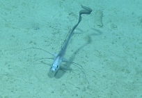 Gadomus longifilis, 1176 m Gulf of Mexico

Image courtesy of the NOAA Office of Ocean Exploration and Research, Gulf of Mexico 2017. Identification from photograph by A. Quattrini.