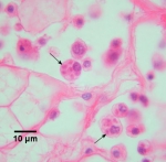 oesterparasiet Bonamia ostreae oesterparasiet Bonamia ostreae