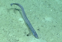Pseudophichthys splendens, 712 m Gulf of Mexico

Image courtesy of the NOAA Office of Ocean Exploration and Research, Gulf of Mexico 2017. Identification from photograph by D. Smith.