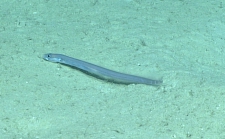 Pseudophichthys splendens, 816 m Gulf of Mexico

Image courtesy of the NOAA Office of Ocean Exploration and Research, Gulf of Mexico 2017. Identification from photograph by D. Smith.