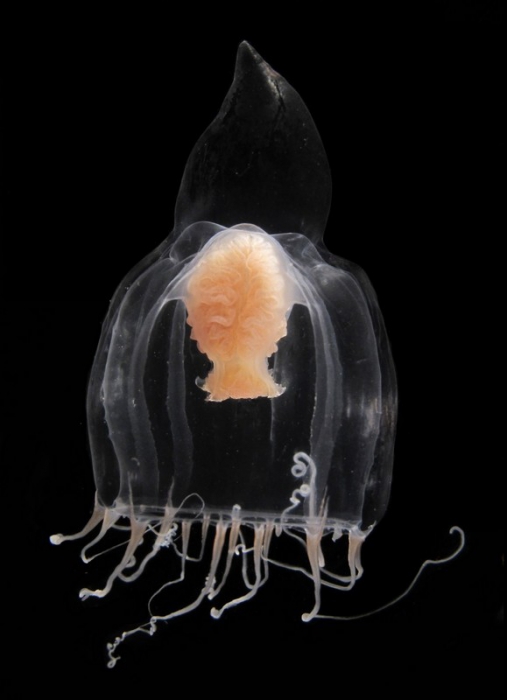 Leuckartiara longicalcar, paratype, from the San Juan Islands, WA, USA Leuckartiara longicalcar, paratype, from the San Juan Islands, WA, USA