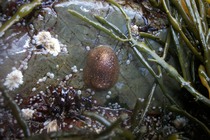 Sea slug (Onchidoris sp.)