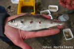 Steenbolk - Trisopterus luscus Steenbolk - Trisopterus luscus