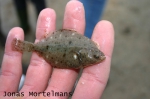 Bot - Platichthys flesus Bot - Platichthys flesus