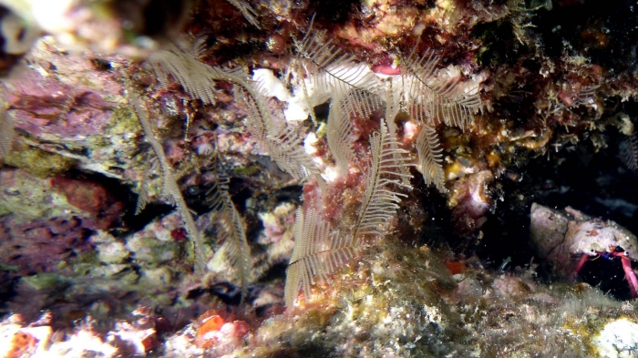 Gymnangium hians Feather Hydroid DMS Gymnangium hians Feather Hydroid DMS