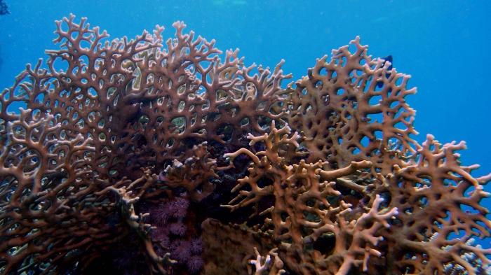 Millepora dichotoma1 DMS Millepora dichotoma1 DMS
