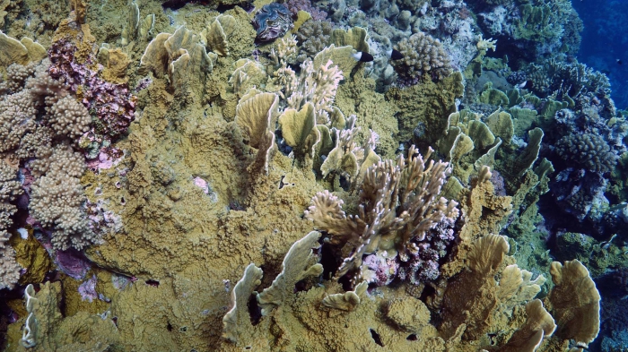 Millepora platyphylla Plate fire coral DMS Millepora platyphylla Plate fire coral DMS