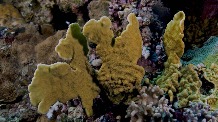 Millepora platyphylla Plate fire coral1 DMS Millepora platyphylla Plate fire coral1 DMS