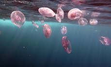 Moon jellyfish Aurelia aurita1 DMS