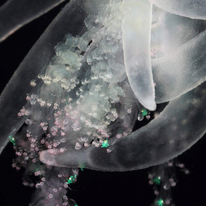 Rhizophysa filiformis, mouth of Brunswick River, New South Wales, Australia