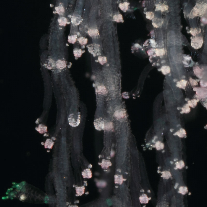 Rhizophysa filiformis, mouth of Brunswick River, New South Wales, Australia