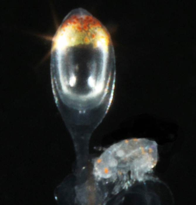 Nanomia bijuga, mouth of Brunswick River, New South Wales, Australia Nanomia bijuga, mouth of Brunswick River, New South Wales, Australia
