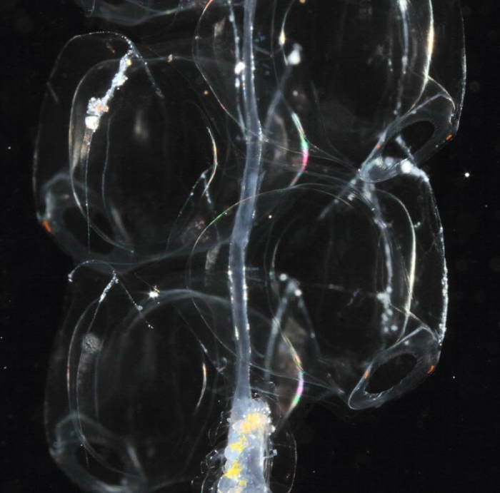 Nanomia bijuga, mouth of Brunswick River, New South Wales, Australia Nanomia bijuga, mouth of Brunswick River, New South Wales, Australia