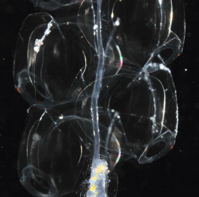 Nanomia bijuga, mouth of Brunswick River, New South Wales, Australia