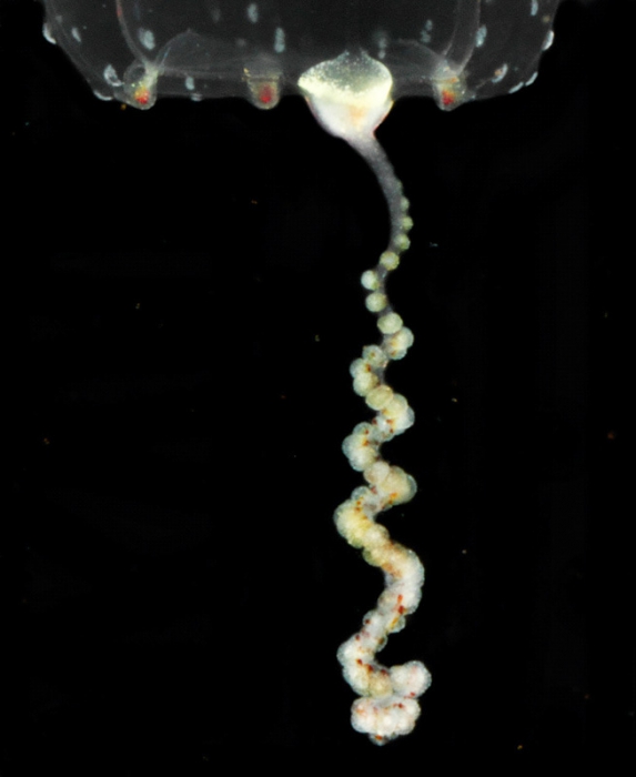 Euphysa scintillans, mouth of Brunswick River, New South Wales, Australia Euphysa scintillans, mouth of Brunswick River, New South Wales, Australia