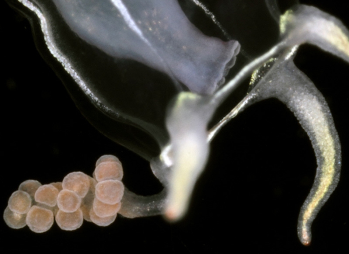 Corymorpha bigelowi, mouth of Brunswick River, New South Wales, Australia