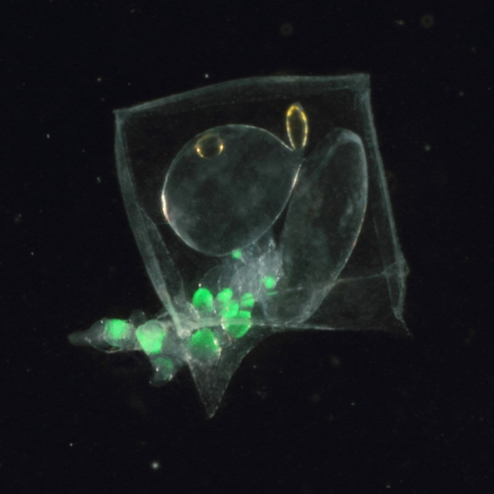 anterior nectophore of Abylopsis eschscholtzii, mouth of Brunswick River, New South Wales, Australia