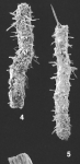 Saccorhiza ramosa (Brady) identified specimen