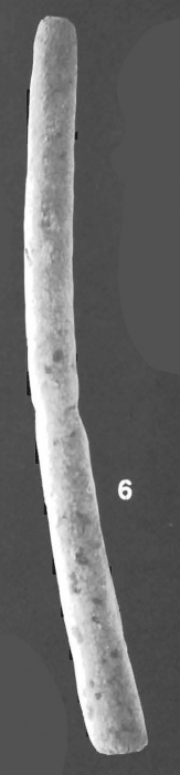 Marsipella gigantea Cushman identified specimen Marsipella gigantea Cushman identified specimen