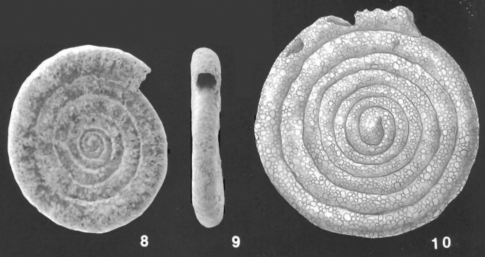 Ammodiscus intermedius Hoglund identified specimen