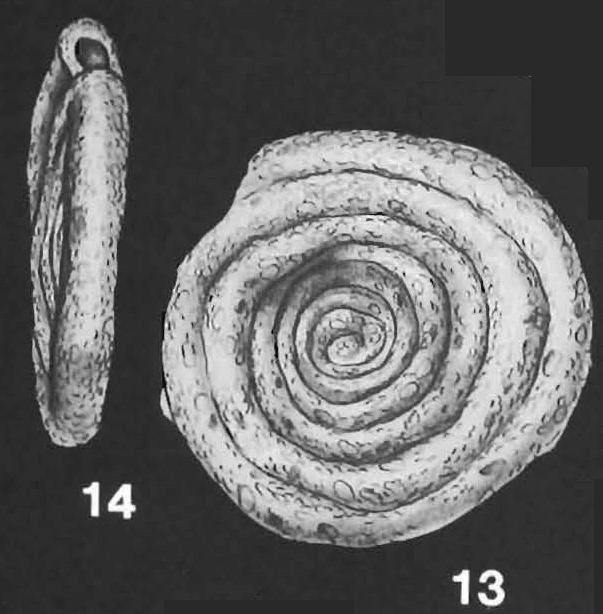 Ammodiscus anguillae Hoglund identified specimen Ammodiscus anguillae Hoglund identified specimen