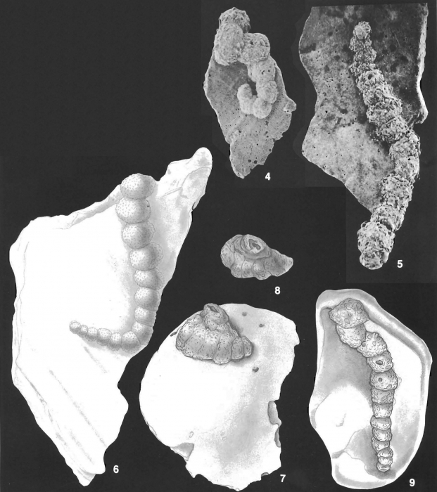 Placopsilina bradyi Cushman & McCulloch identified specimen