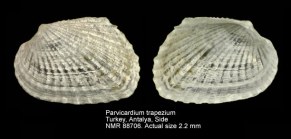 Parvicardium trapezium
