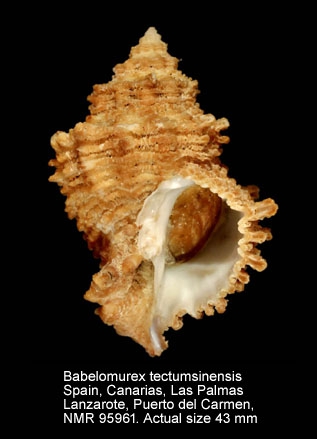 Babelomurex tectumsinensis