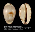 Purpuradusta gracilis nemethi