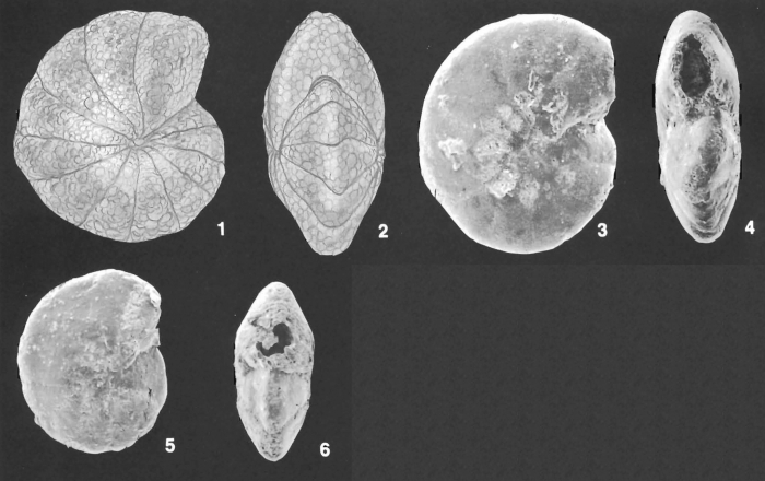 Cyclammina subtrullissata (Parr) identified specimen Cyclammina subtrullissata (Parr) identified specimen