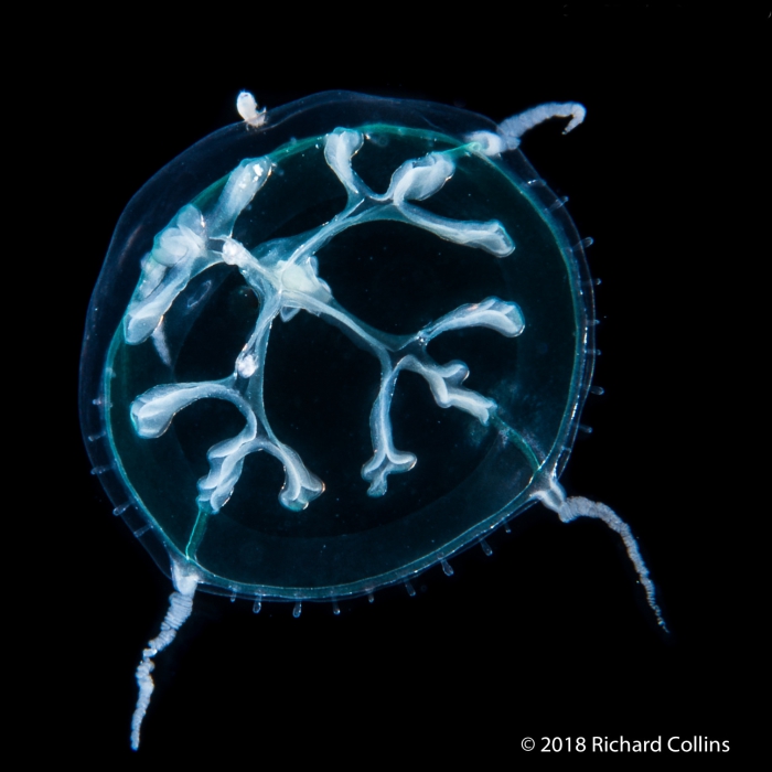 Staurodiscus tetrastaurus medusa, from Florida, Western Atlantic Staurodiscus tetrastaurus medusa, from Florida, Western Atlantic