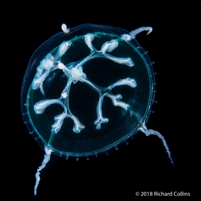 Staurodiscus tetrastaurus medusa, Gulf Stream off Florida, USA