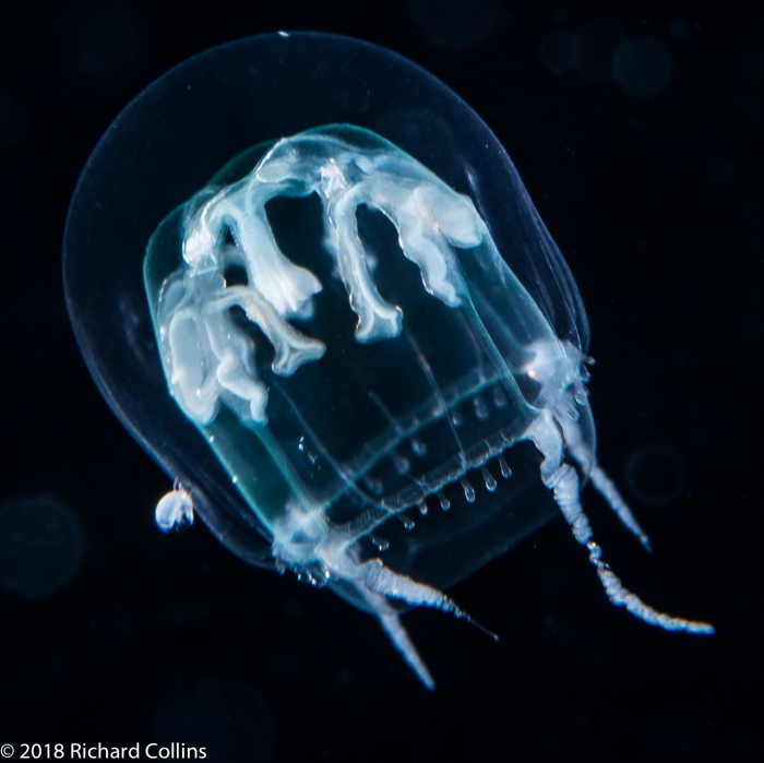 Staurodiscus tetrastaurus medusa, from the Western Atlantic, Florida Staurodiscus tetrastaurus medusa, from the Western Atlantic, Florida