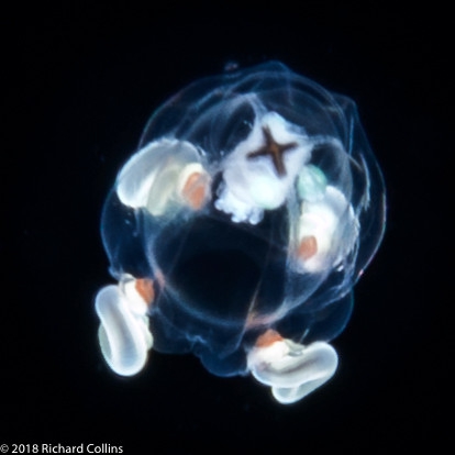 Cytaeis tetrastyla, medusa, from Florida, eastern Atlantic Cytaeis tetrastyla, medusa, from Florida, eastern Atlantic