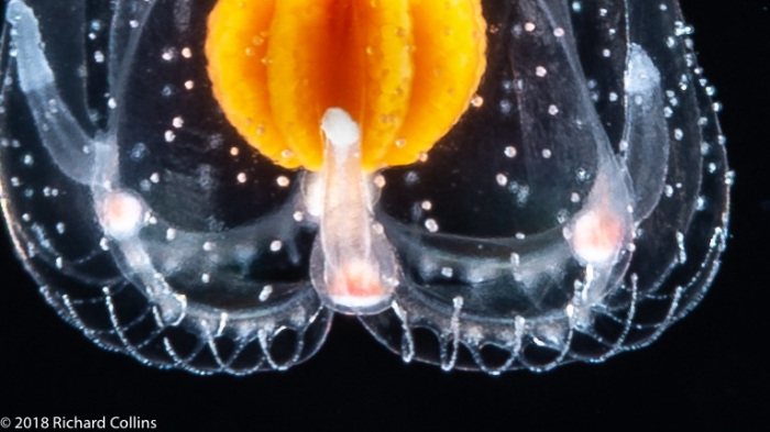 Thecocodium quadratum medusa, from Florida, Eastern Atlantic Thecocodium quadratum medusa, from Florida, Eastern Atlantic