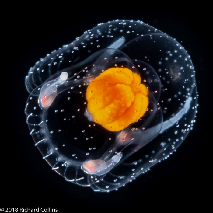 Thecocodium quadratum medusa, from Florida, Eastern Atlantic Thecocodium quadratum medusa, from Florida, Eastern Atlantic