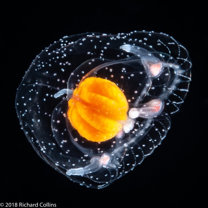 Thecocodium quadratum medusa, from Florida, Eastern Atlantic Thecocodium quadratum medusa, from Florida, Eastern Atlantic