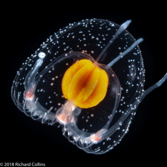 Thecocodium quadratum medusa, from Florida, Eastern Atlantic Thecocodium quadratum medusa, from Florida, Eastern Atlantic