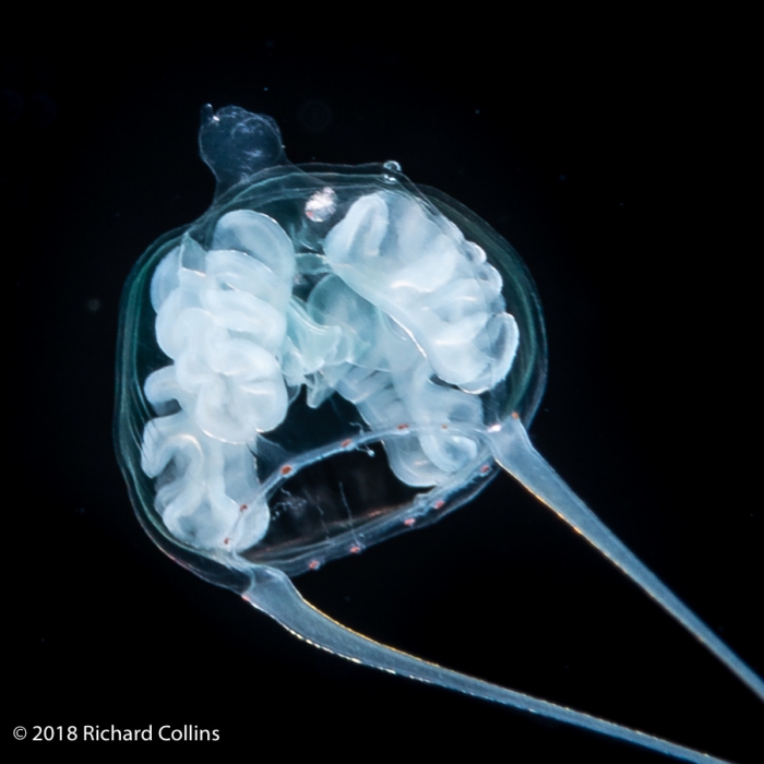 Amphinema turrida medusa, from Florida, Eastern Atlantic Amphinema turrida medusa, from Florida, Eastern Atlantic