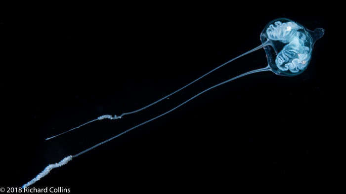 Amphinema turrida medusa, from Florida, Eastern Atlantic Amphinema turrida medusa, from Florida, Eastern Atlantic