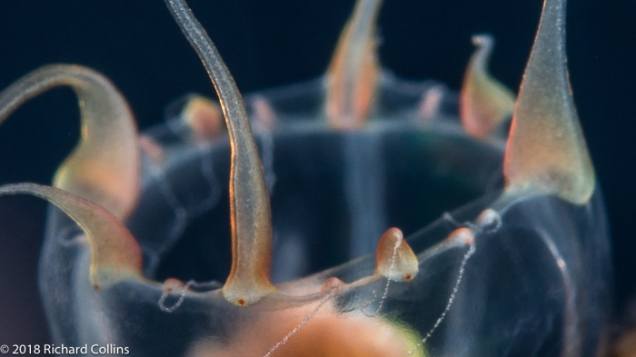 Leuckartiara cf octona medusa from Florida, Western Atlantic