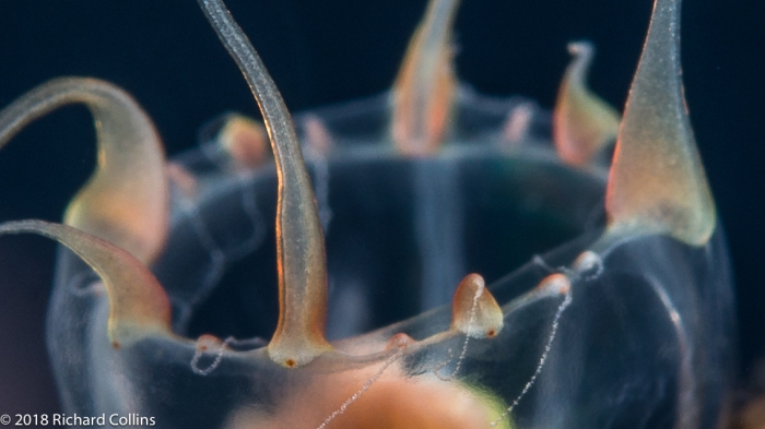 Leuckartiara cf octona medusa from Florida, Western Atlantic Leuckartiara cf octona medusa from Florida, Western Atlantic